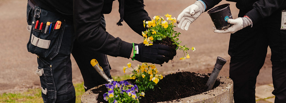 Medarbetare planterar blommor
